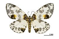 物種:Abraxas suspecta 攝影:吳士緯